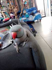 Lost Indian Ringneck Parakeet