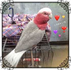 Lost Galah Cockatoo