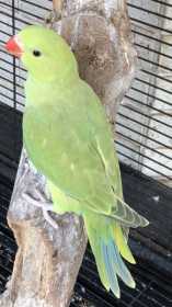 Lost Indian Ringneck Parakeet