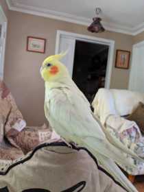 Lost Cockatiel