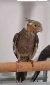 Lost Cockatiel