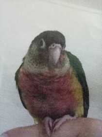 Lost Conure