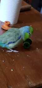 Lost Parrotlet