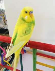 Lost Budgerigar