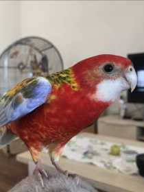 Lost Rosella