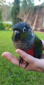 Lost Conure