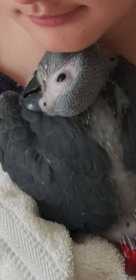 Lost African Grey