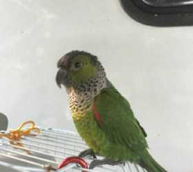 Lost Conure