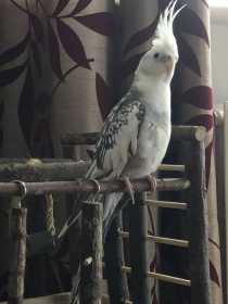 Lost Cockatiel