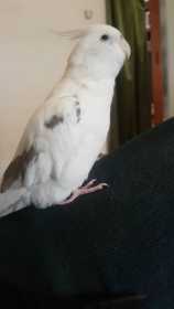 Lost Cockatiel