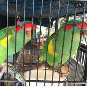 Lost Lory / Lorikeet