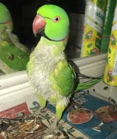 Lost Indian Ringneck Parakeet