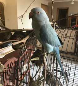 Lost Indian Ringneck Parakeet