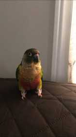 Lost Conure