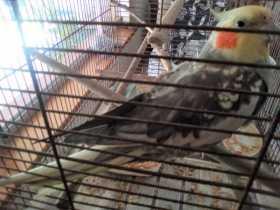 Lost Cockatiel