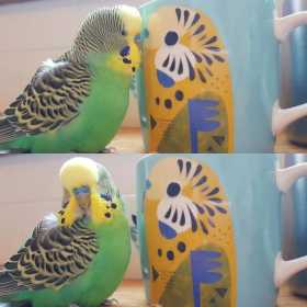 Lost Budgerigar