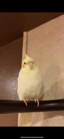 Lost Cockatiel