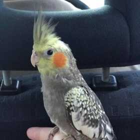 Lost Cockatiel