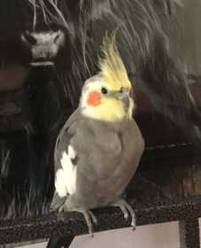 Lost Cockatiel