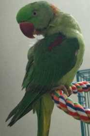 Lost Alexandrine