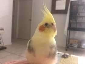 Lost Cockatiel