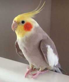 Lost Cockatiel