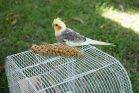 Lost Cockatiel