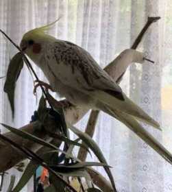 Lost Cockatiel
