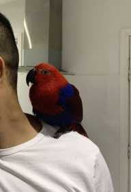 Lost Eclectus