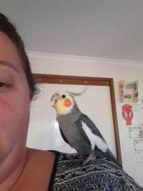 Lost Cockatiel