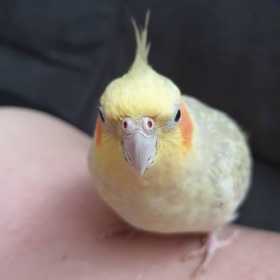 Lost Cockatiel