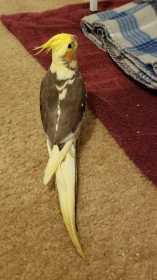 Lost Cockatiel