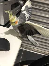 Lost Cockatiel