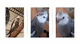 Lost Cockatiel