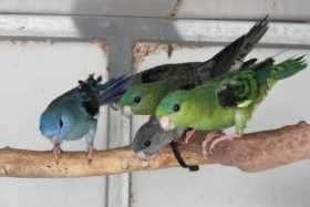 Lost Lineolated Parakeet