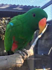 Lost Eclectus