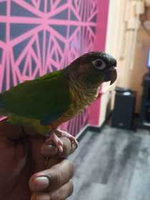 Lost Conure