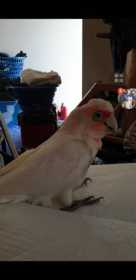 Lost Corella Cockatoo