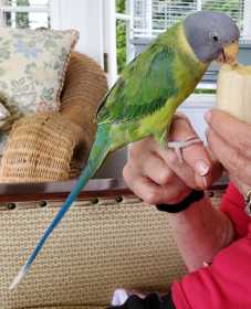 Lost Plum-Headed Parakeet