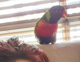 Lost Lory / Lorikeet