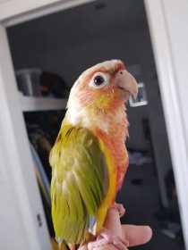 Lost Conure