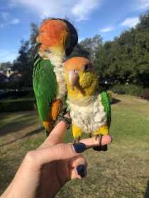 Lost Caique