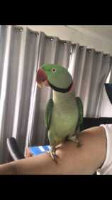 Lost Alexandrine