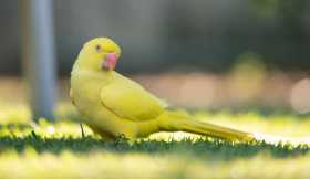 Lost Indian Ringneck Parakeet