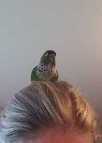 Lost Conure