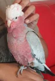 Lost Galah Cockatoo