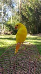 Lost Lory / Lorikeet