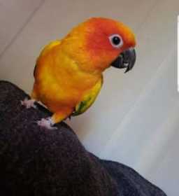 Lost Conure