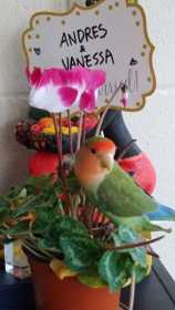 Lost Lovebird