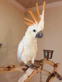 Lost Cockatoo